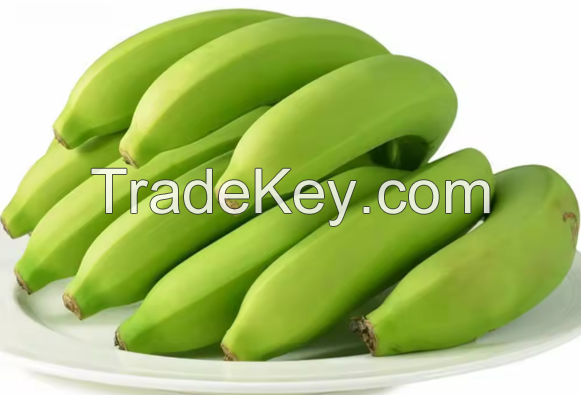 TOP QUALITY FRESH PLANTAIN BANANA