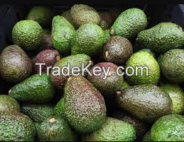 Quality Wholesaler Hass Avocado good Quality Fresh green avocado