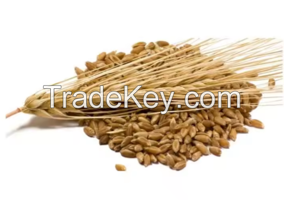 Good Quality Barley for animal feed