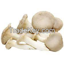 Wholesale Buyers Frozen Oyster Mushrooms Of Price