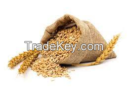  100% Organic Wheat / Wheat Grain at Low Market Price