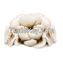 Wholesale Buyers Frozen Oyster Mushrooms Of Price