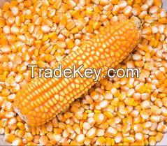 Wholesale Yellow Corn / Yellow Maize for Animal Feed