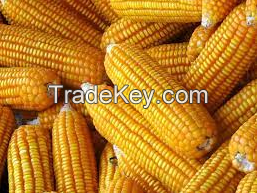 Wholesale Yellow Corn / Yellow Maize for Animal Feed