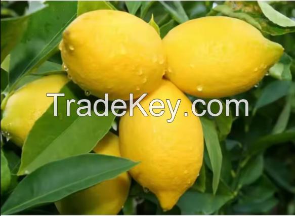 Wholesale FRESH LEMON fruits fresh citrus fruits