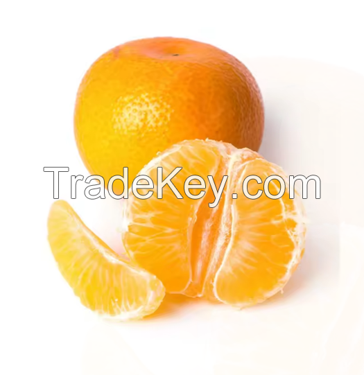 100%Fresh navel orange fruit for sale