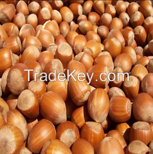 Top Quality Hazelnuts / Hazelnut Nuts in Shell