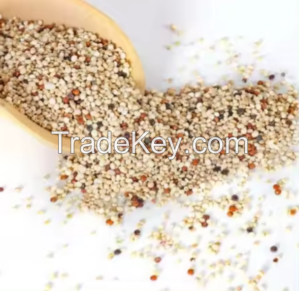 100%Fresh Organic Quinoa Seeds For Exports