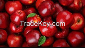 Top Grade Juicy Fresh Red Apples Fruit For Exporters