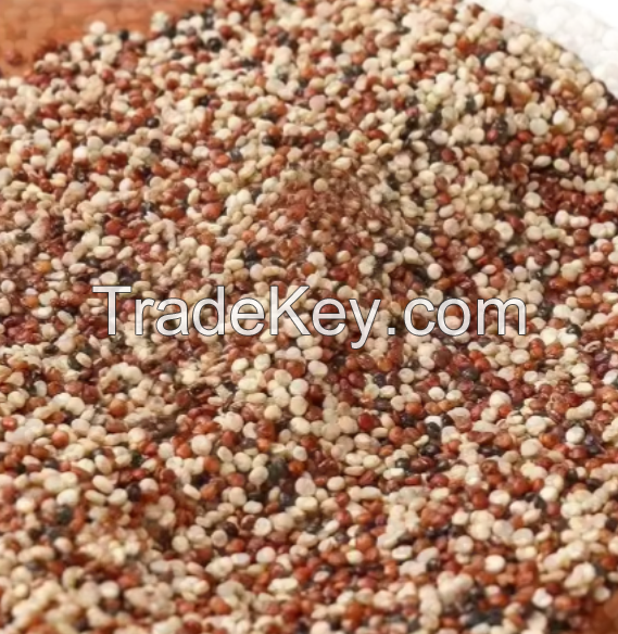 100%Fresh Organic Quinoa Seeds For Exports