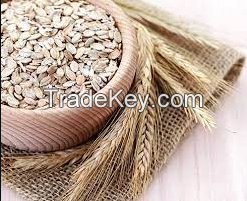 100%Fresh Organic Oats For Exports