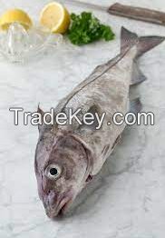 Good Quality Haddok Fish / Fish Fillet