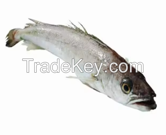 Best Selling Fish Hake Available In Good Price