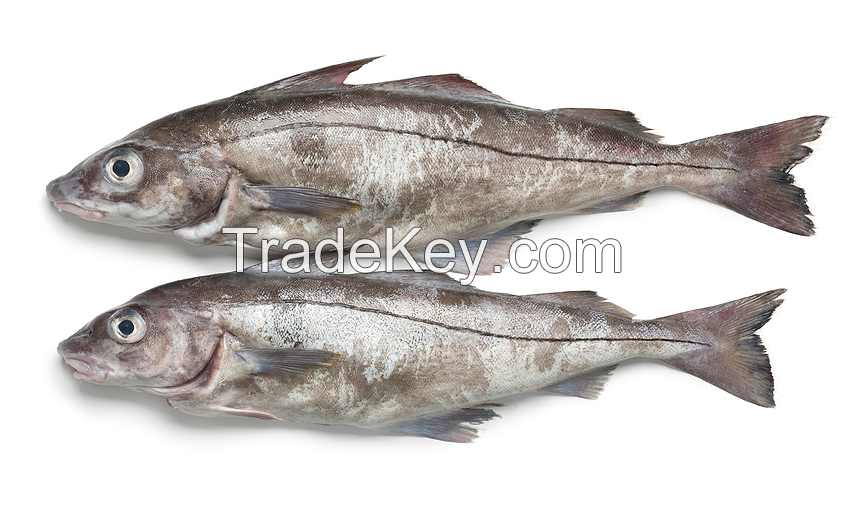 Good Quality Haddok Fish / Fish Fillet