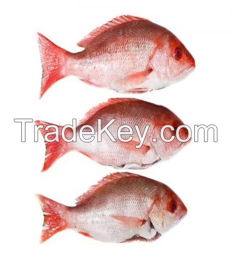 Fresh Frozen Orange Roughy Fish For Sale