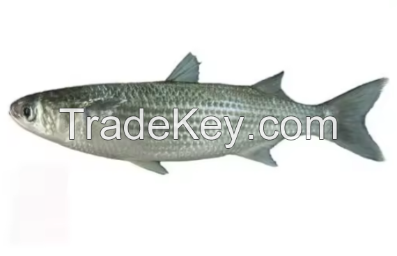  High quality Frozen Grey Mullet Fish