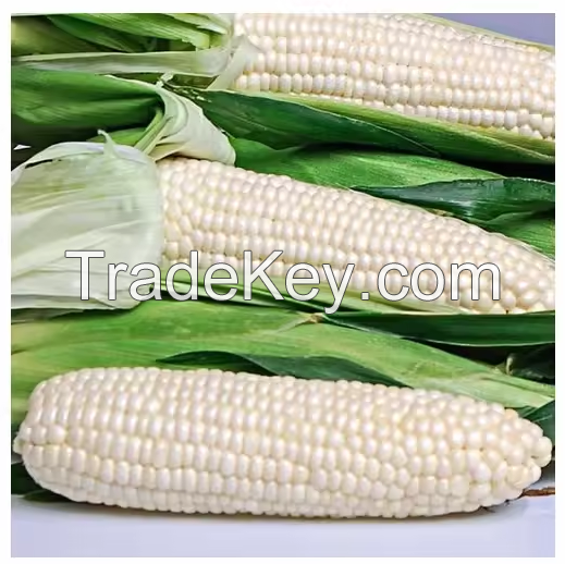 Factory Price Dried White Corn Maize