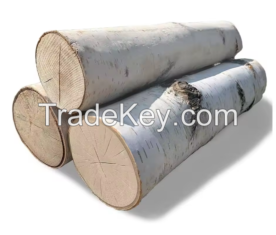 Premium Quality Wood Timber White Birch Plank