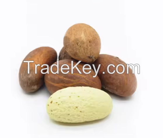 Best Quality Garcinia Bitter Kola Nuts Common Cultivation