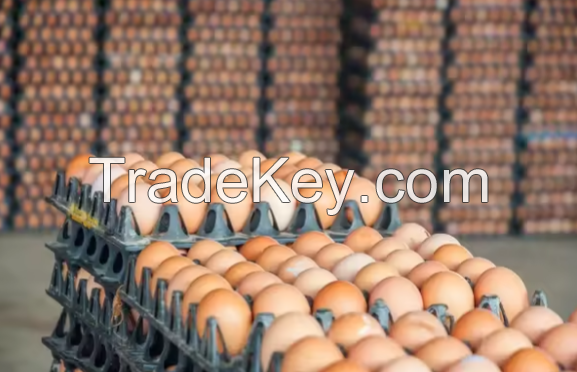Fresh Chicken Eggs / Round Table Eggs for Sale