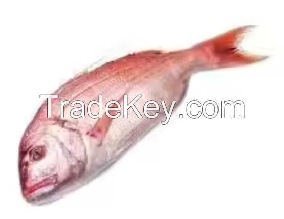 Red Snapper Frozen Fish Export from Netherland / Snapper Fish