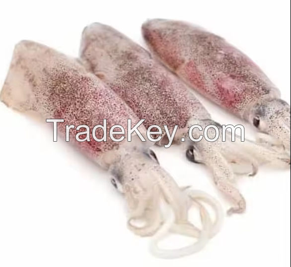 High Quality Fresh Squid Seafood For Sale