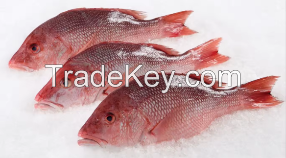 Red Snapper Frozen Fish Export from Netherland / Snapper Fish