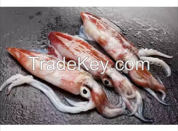 High Quality Fresh Squid Seafood For Sale