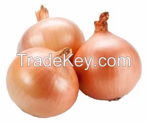 New season red onion 5-7cm / fresh onion import export