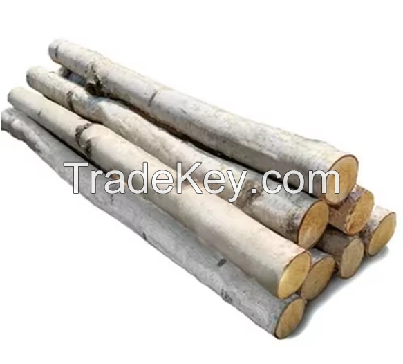 Factory Supply Pine Wood Timber From Netherland