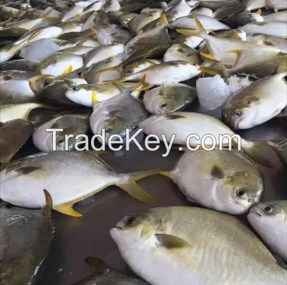 Frozen Golden Pompano Pomfret Fish