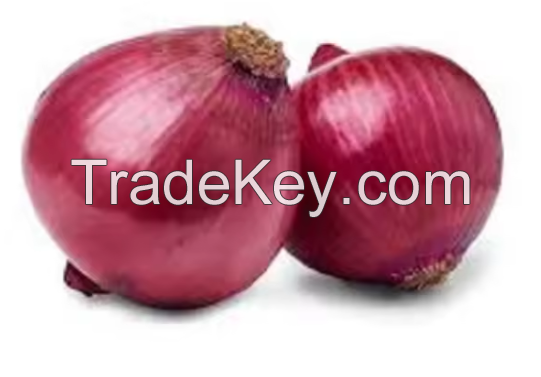 New season red onion 5-7cm / fresh onion import export