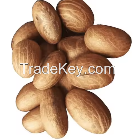 Best Quality Garcinia Bitter Kola Nuts Common Cultivation