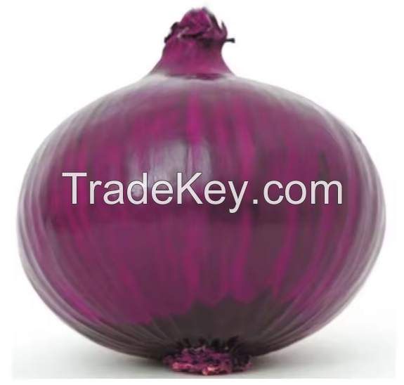 fresh onion import export From Netherland