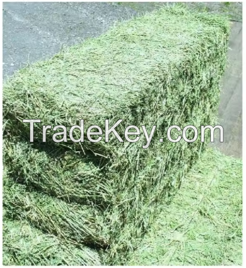 Higher Protein Alfalfa Hay/ ALFAFA HAY READY FOR SUPPLY