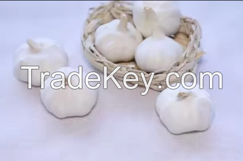 Wholesale Fresh, Pure, Dry Garlic, White Garlic Available In Bulk