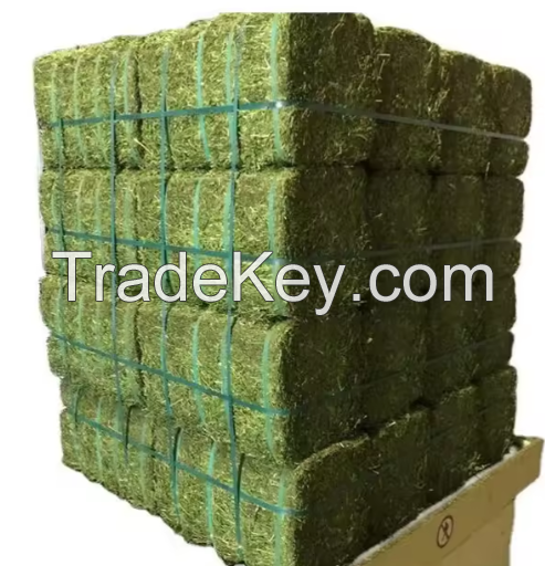 Higher Protein Alfalfa Hay/ ALFAFA HAY READY FOR SUPPLY