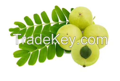 100% Fresh Organic Amla Fruits / Nutritious Fruit