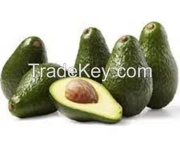 Organic Fresh Avocado - Tropical Fruit Competitive Price 