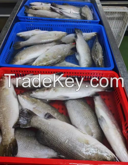 Fresh Fish Bass Black Fish Without Glazing