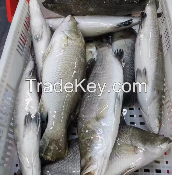 Fresh Fish Bass Black Fish Without Glazing