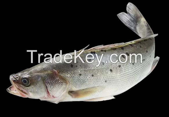 Fresh Fish Bass Black Fish Without Glazing