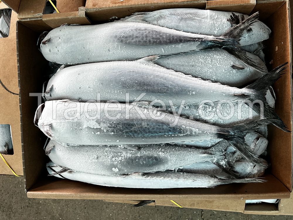 Frozen Spanish Mackerel