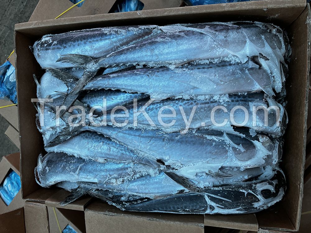 Frozen Spanish Mackerel