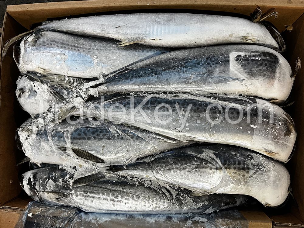 Frozen Spanish Mackerel