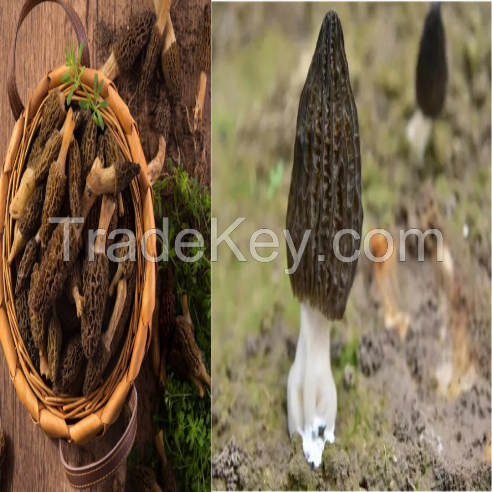 fresh, dried, brined truffles, boletus edulis, morels mushrooms all kinds of mushrooms