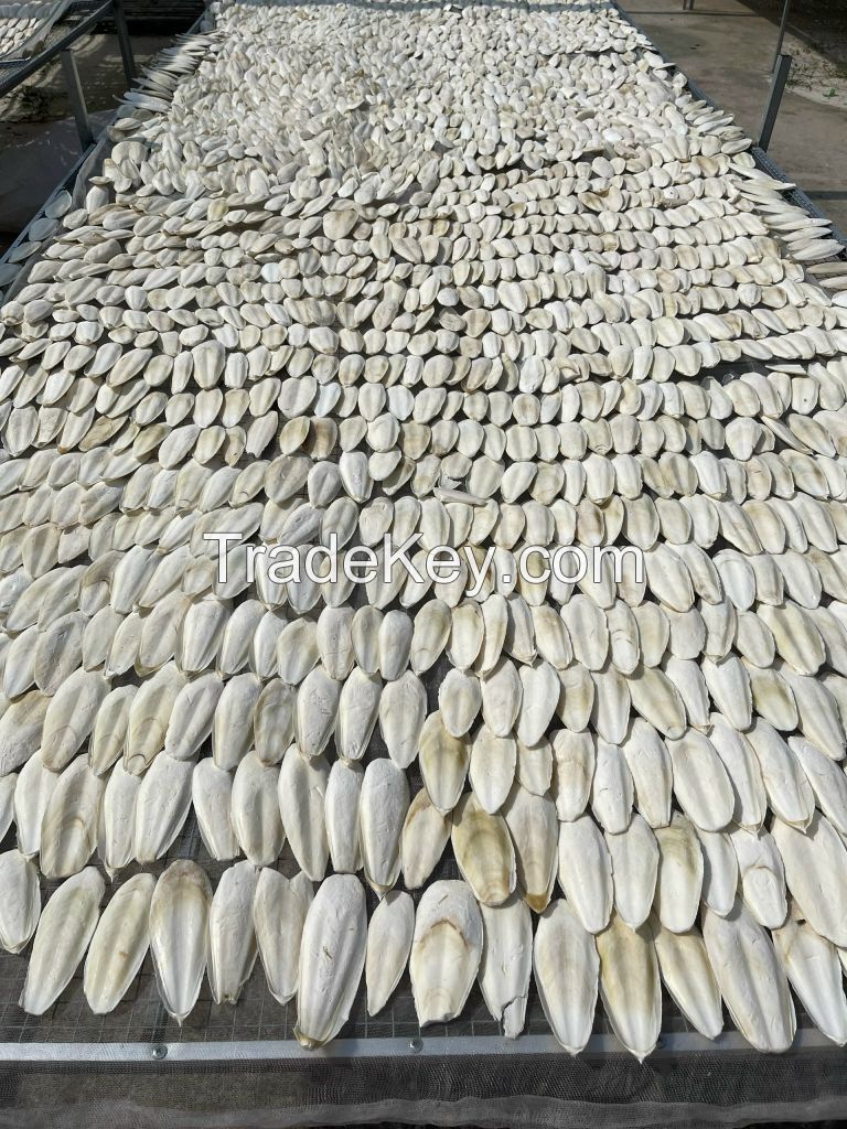 VIETNAM WHOLESALE CUTTLEFISH BONE WITH LOW BROKEN RATE