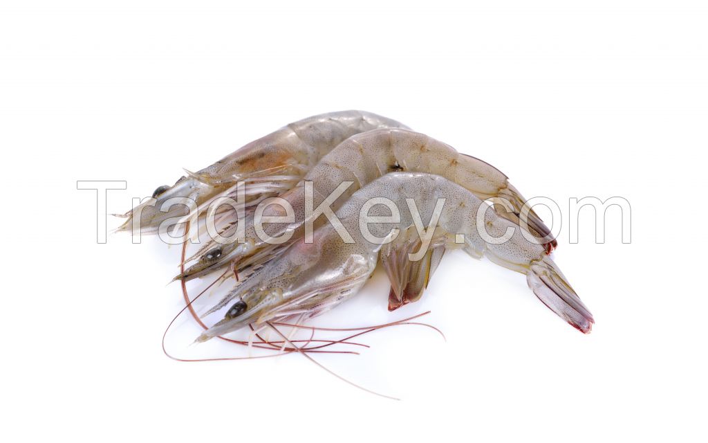 Ecuadorian Shrimp - HOSO (Head-On Shell-On)