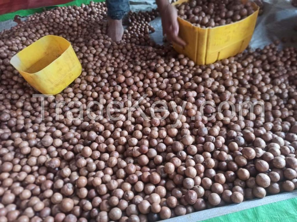 Coffee Beans, Sesame Seeds, Walnuts ,hazel Nuts , Cashew Nuts, Almond Nuts,pistachio Nuts , Macadamia Nuts , Pine Nuts , Pecan Nuts,