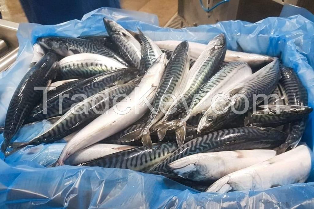 MACKEREL FISH,CANNED TUNA,CAVENSIH BANANA,PRAWNS,SKIPJACK TUNA,FROZEN FOOD, SEEA FOOD,FISH MAW,DRY SEA FOOD